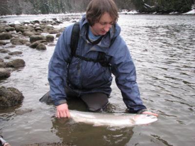 The photo of the week shows Sky Richard as he admires a fresh winter run doe Steelhead taken on a large pink and orange marabou fly from a local Skeena River tributary.  Sky hooked and landed this fish after making only 4 casts.  Sky is a guide and is enj
