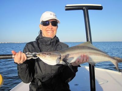 Tatiana Migliaretti, from Switzerland, with a nice cobia caught and released on a CAL jig with a shad tail while fishing Sarasota Bay with Capt. Rick Grassett.