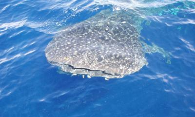 A 32-ft. Whale Shark Smiling For The Camera!