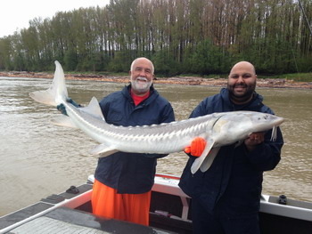 happy guys with a 5.5 Fraser Sturgeon