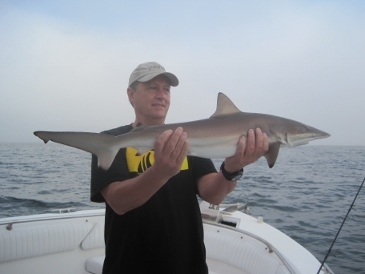 36-inch blacktip shark