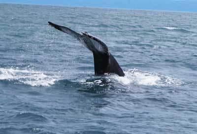 12 Humpback Whales were sited last week on Costa Rica's Osa Peninsula