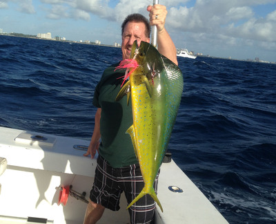 Nice mahi caught trolling the Ft Lauderdale reef