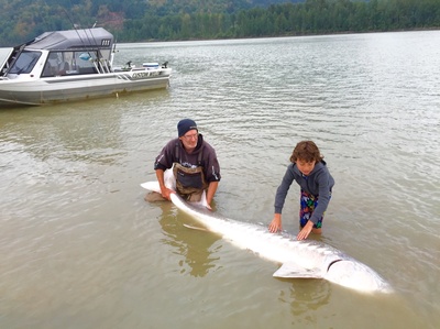 giant Fraser river Sturgeon are common this summer