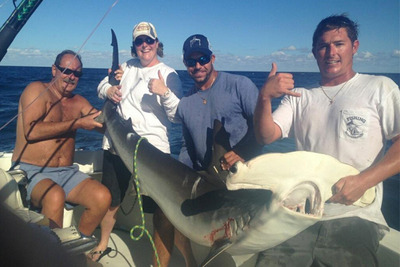 Big hammerhead shark caught and released today