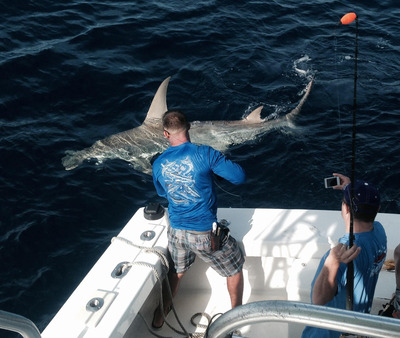 hammerhead shark caught and released