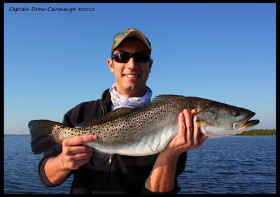 Mosquito Lagoon Spotted Seatrout