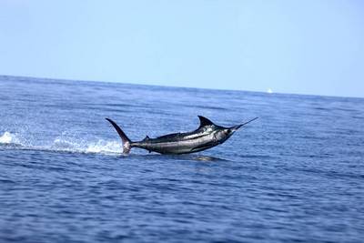 400 lb. Black Marlin www.queposfishing.com