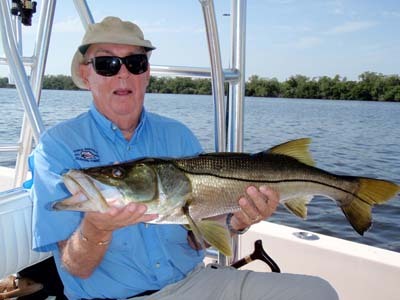 Thirty-three inch snook caught & released in Matlacha Pass