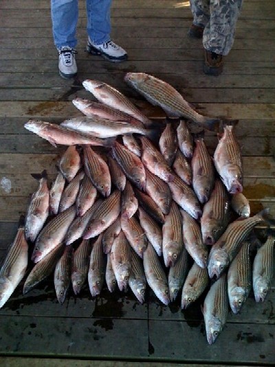 50 fish limit of stripers caught on Lake Texoma with guide Brian Prichard