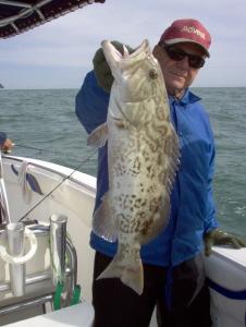 26 inch gag grouper
