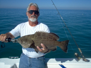 23 inch true black grouper