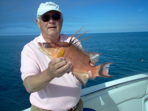 15 inch hogfish on shrimp, offshore Bonita Beach, SW FL
