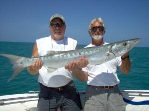 40 lb. barracuda released in the Gulf, Bonita Beach, SW FL