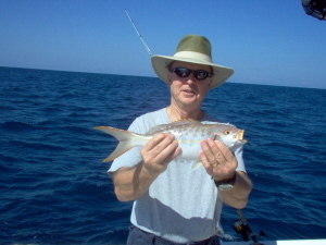 19 inch yellowtail snapper