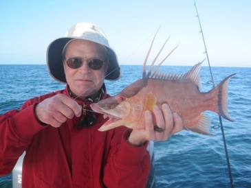 15-inch hogfish (hog snapper)