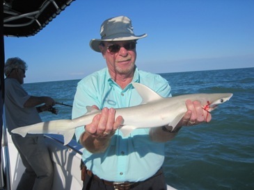 30-inch bonnethead shark, released