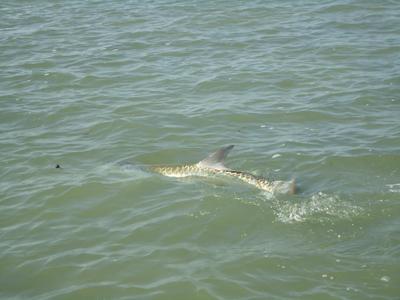 florida keys sharks. Watch Florida Keys Fishing
