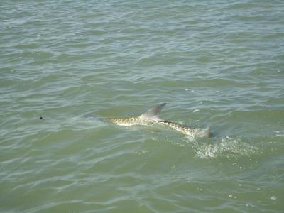 florida keys sharks. Watch Florida Keys Fishing
