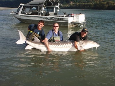 guided fishing for Sturgeon near Vancouver BC