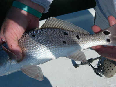 redfish spots
