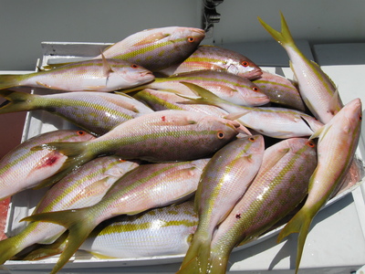 Nice Load of Yellowtail