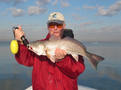 Red Drum