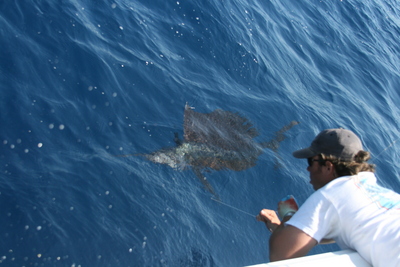 Sail release behind the Last Mango