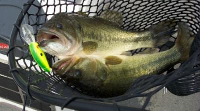 Fast action on crankbaits in the fall.