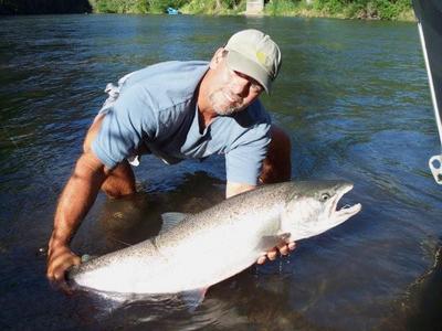 More Big Steelhead Will Make It To Spawn