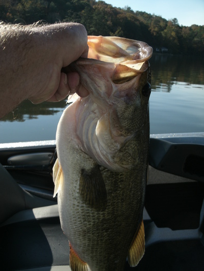 This 8 pound largemouth bass was caught in 2 feet of water in winter on a topwater lure, a zara super spook!