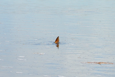 redfish tailing