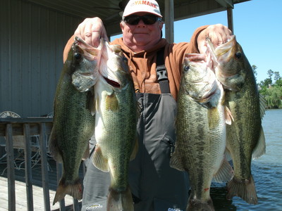 Four Big Guntersville lake bass!