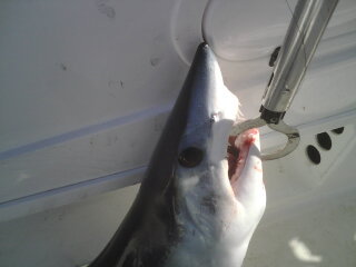 Shark on Vertical Jig