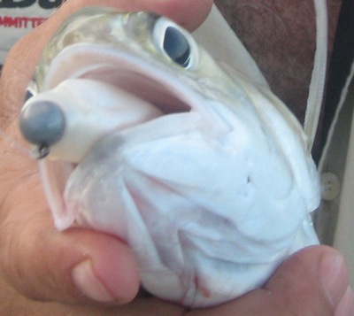 King Fish caught on Drop Shot