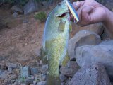 Crankbait Smallie