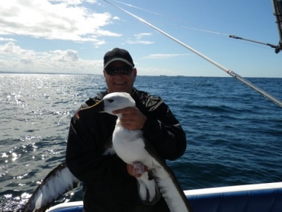 How to correctly hold a large sea bird