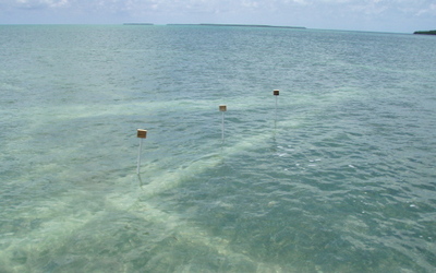 Visible propeller scar with biodegradable cotton sediment tubes and PVC pipes with bird stands: Photo taken by Alan Sherman