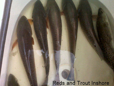 A nice mess of Trout and Reds Accumulating in our Baitwell