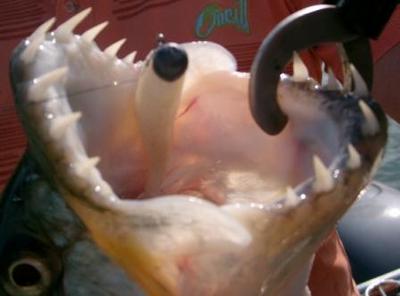 Tiger with a Drop Shot Lure in it\'s Mouth