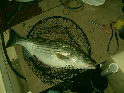 Trenton Striped Bass