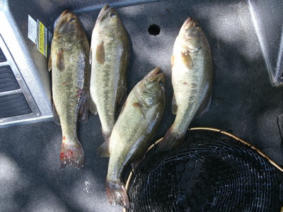 Four Guntersville lake bass weighing over 5 pounds each!