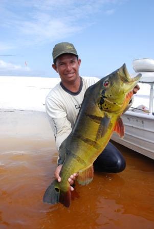 An anglers shows off a large peacock bass he caught.