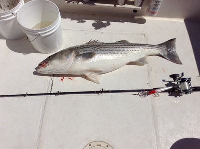 Nice spring striper on a clam