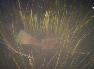 Redfish looking for dinner