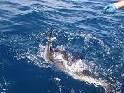 Sailfish on the leader