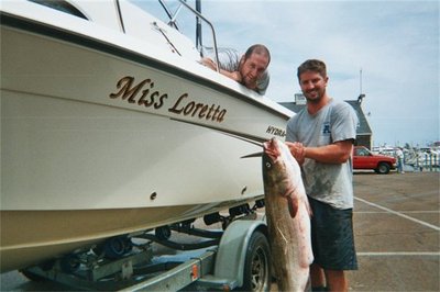 This 40 pound bass was one of 32 keeper bass caught during a morning blitz at Cape Cod Bay\'s Scorton Ledge.