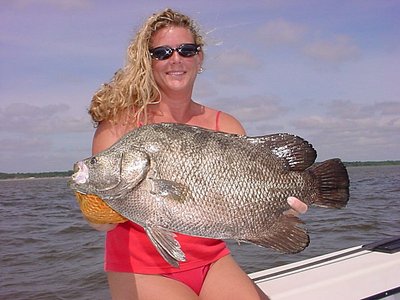 Tripletail Picture