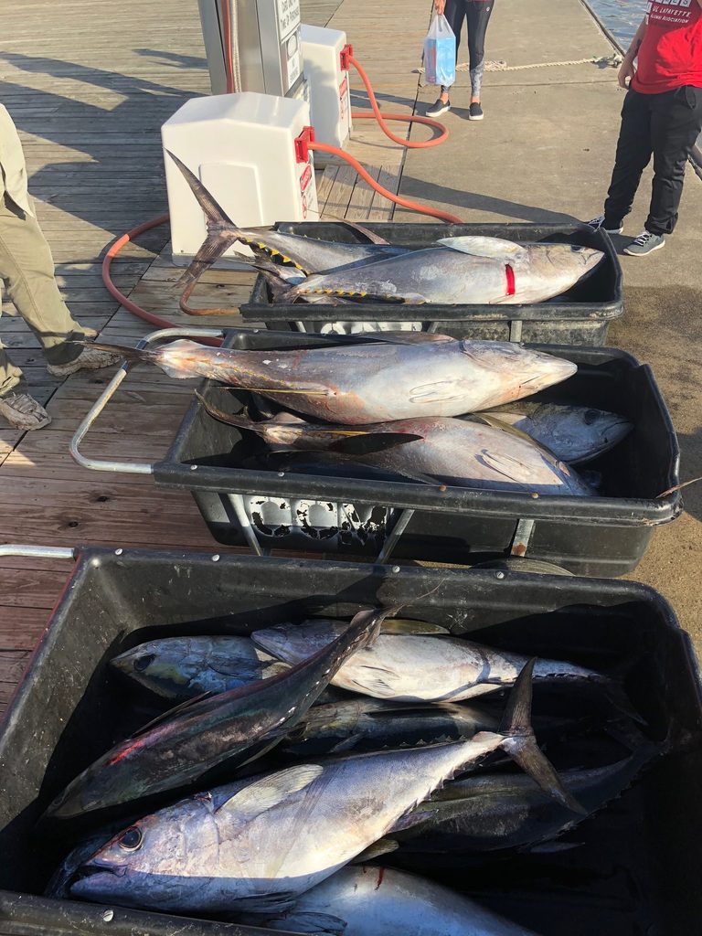 Yellowfin Tuna Fishing in Venice Louisiana for the New Year