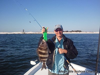 Starting around mid March the Sheepshead bite is red hot!